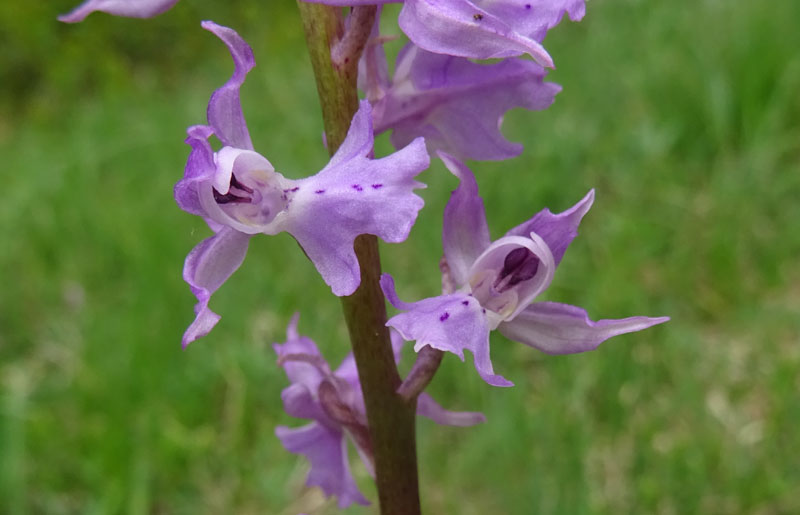 Orchis mascula subsp. speciosa